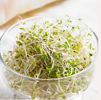 how to sprout mung beans