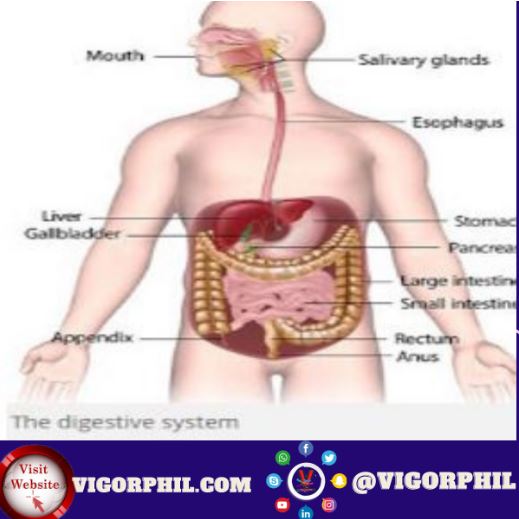 What Does the Liver Do In The Digestive System