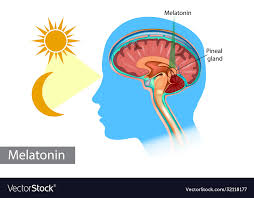 Sunlight Benefits the Pineal Gland.