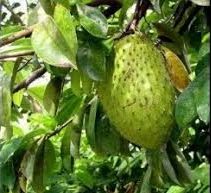 15 Health benefits Of Soursop Leaves