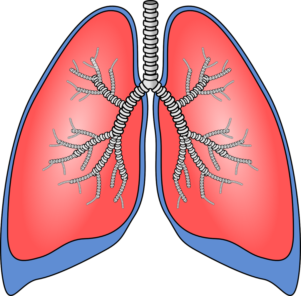 lungs, organ, anatomy-