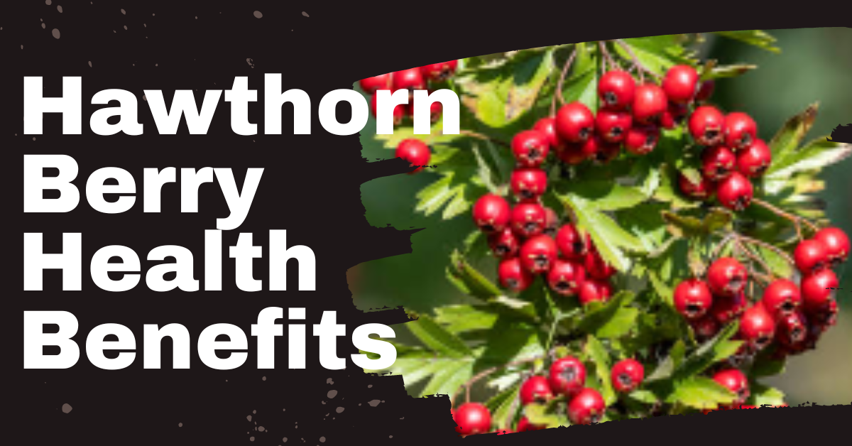 Hawthorn Berry Health Benefits