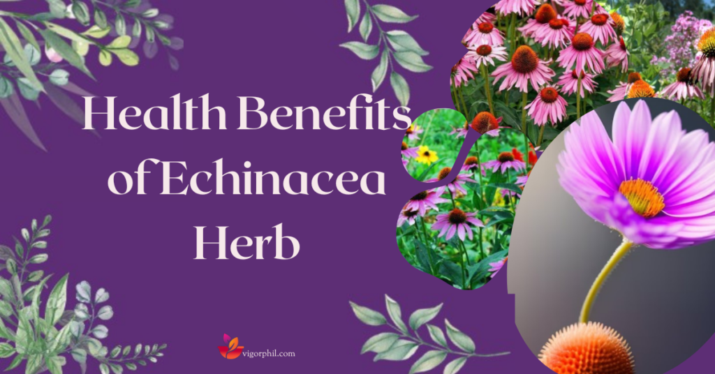 Benefits of Echinacea Herb